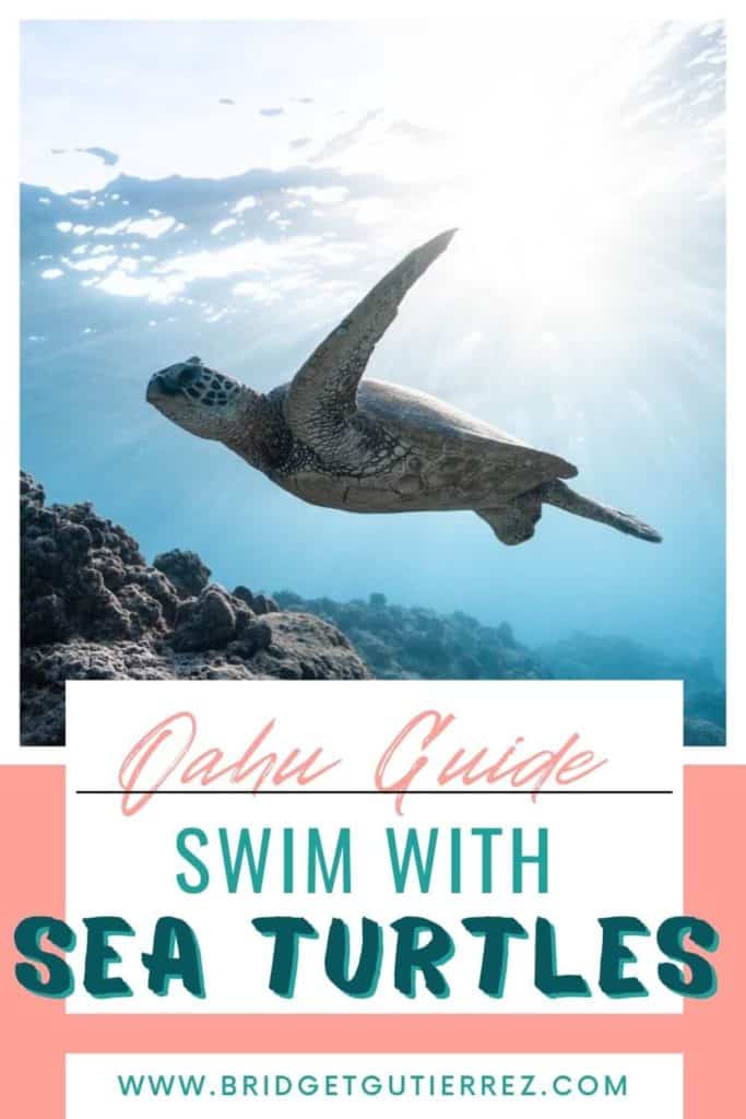 swimming with turtles in Oahu Pinterest pin