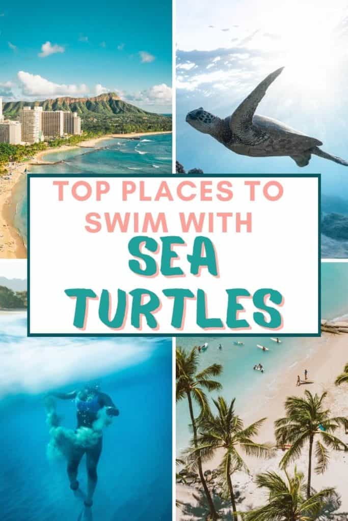  Pinterest pin swimming with turtles in Oahu 