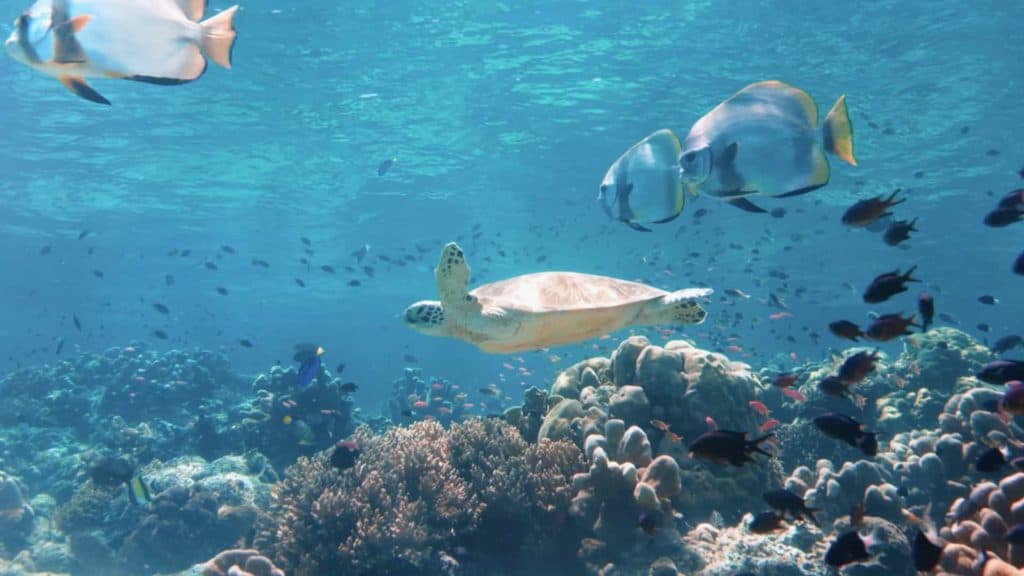 reef underwater with fish and green sea turtle in hawaii