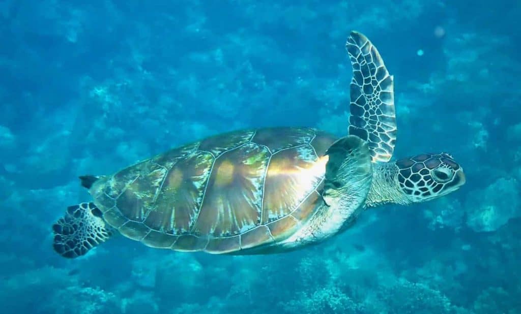 sea turtle swimming in Oahu  underwater