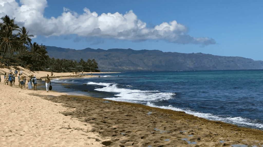 north shore beach with turtles during the summer