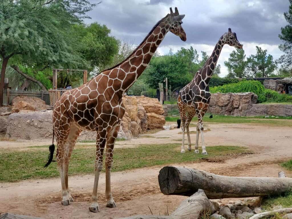 giraffes at the zoo in Honolulu oahu