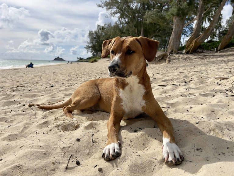 13 BEST Oahu Dog Friendly Beaches (2023)