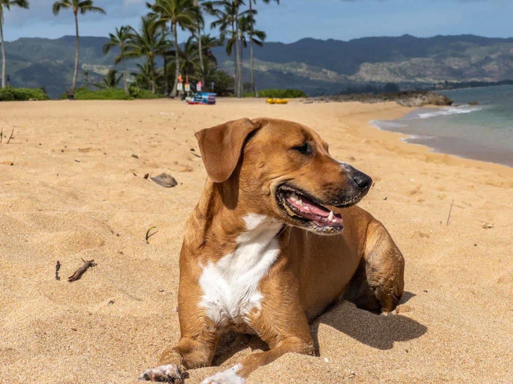 haleiwa beach park is dog friendly