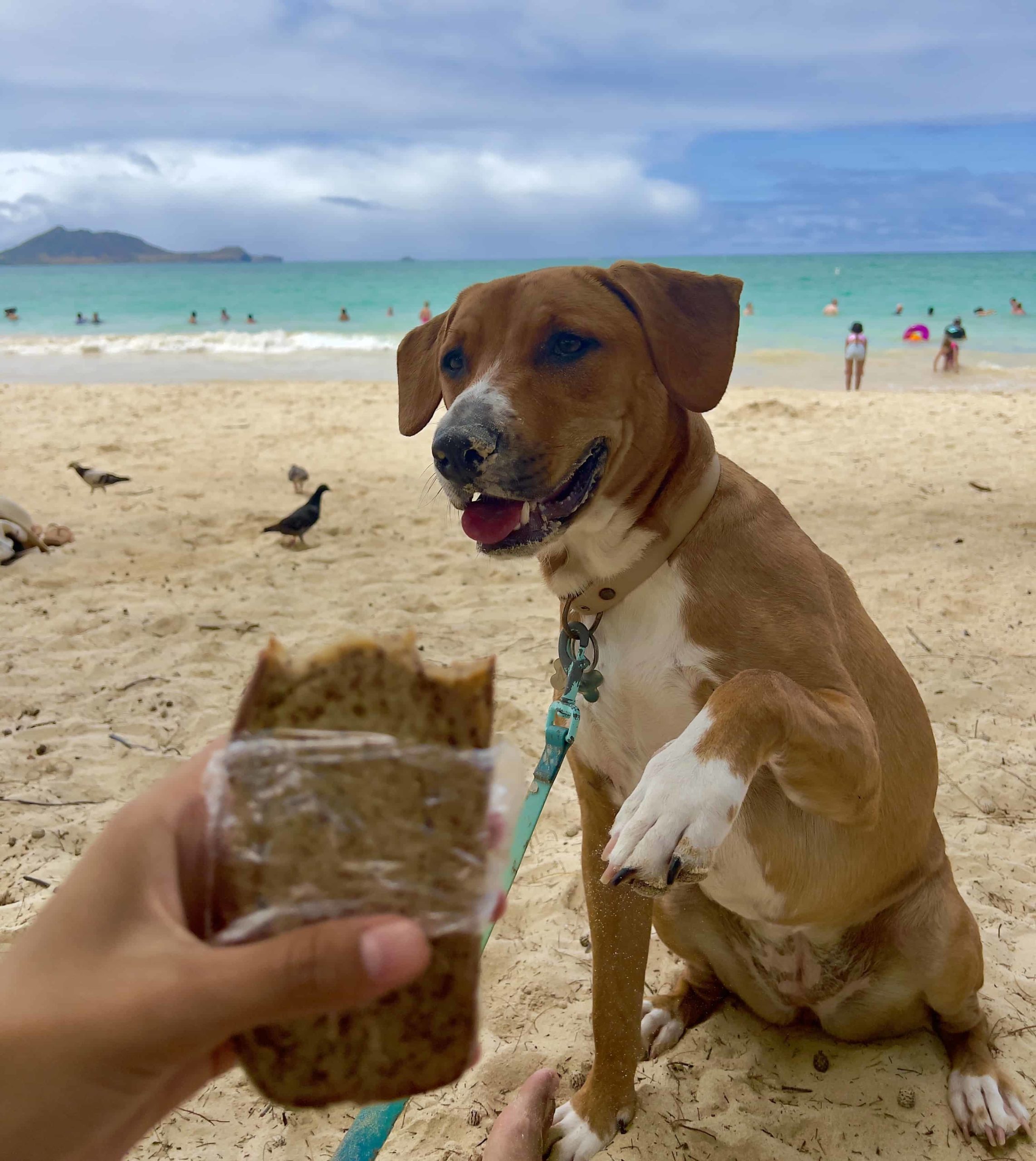 oahu dog friendly beaches kailua beach