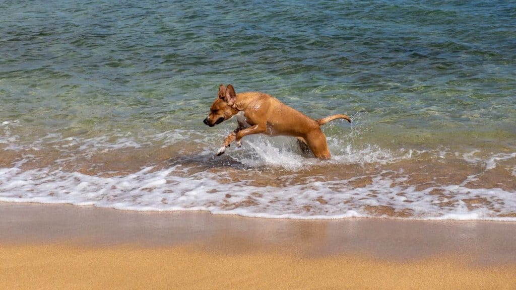 dog running out of the ocean on north shore