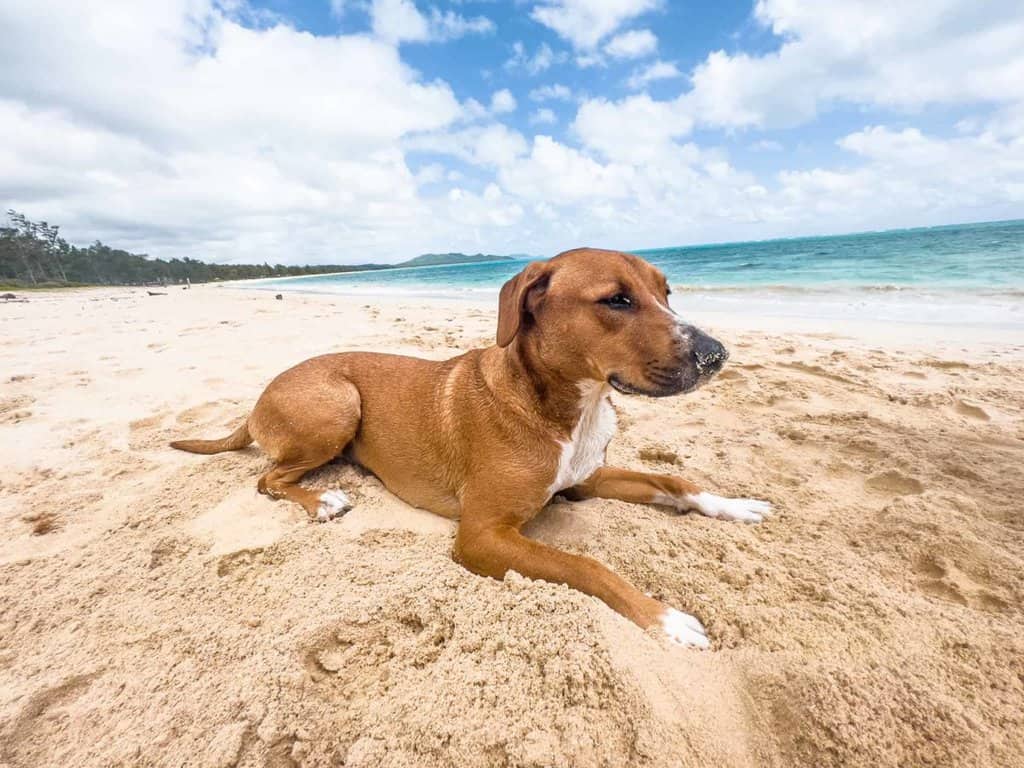 miki rodesian dog having a beach day  in oahu