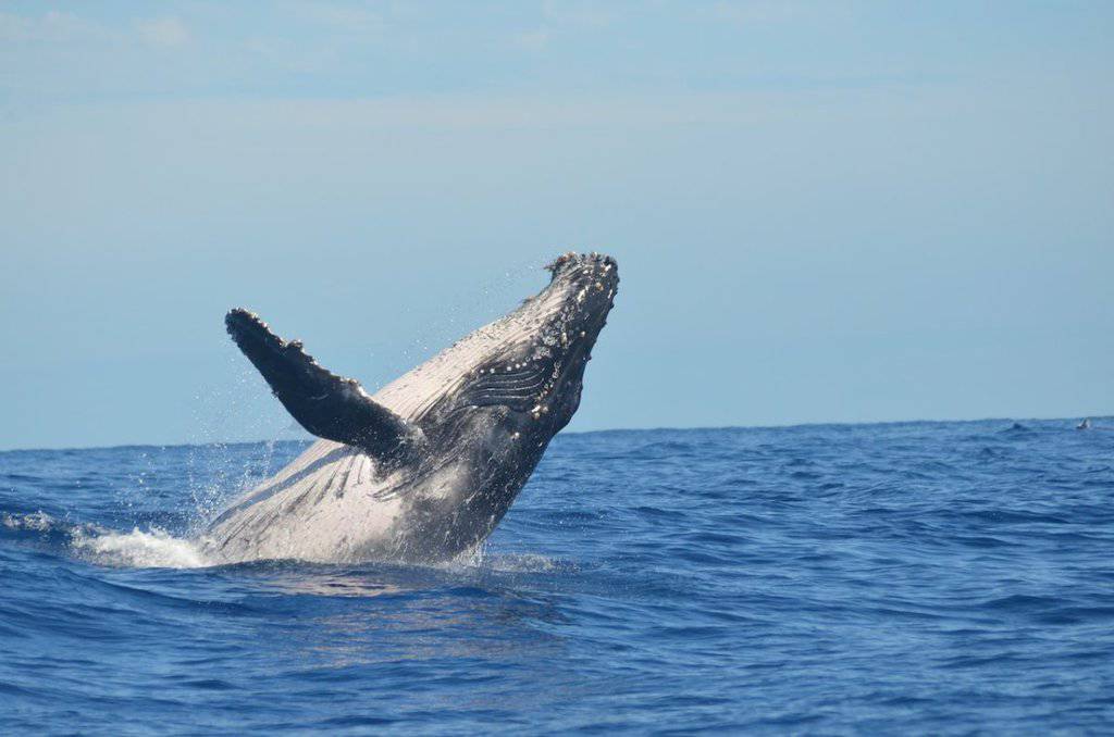 whale in oahu