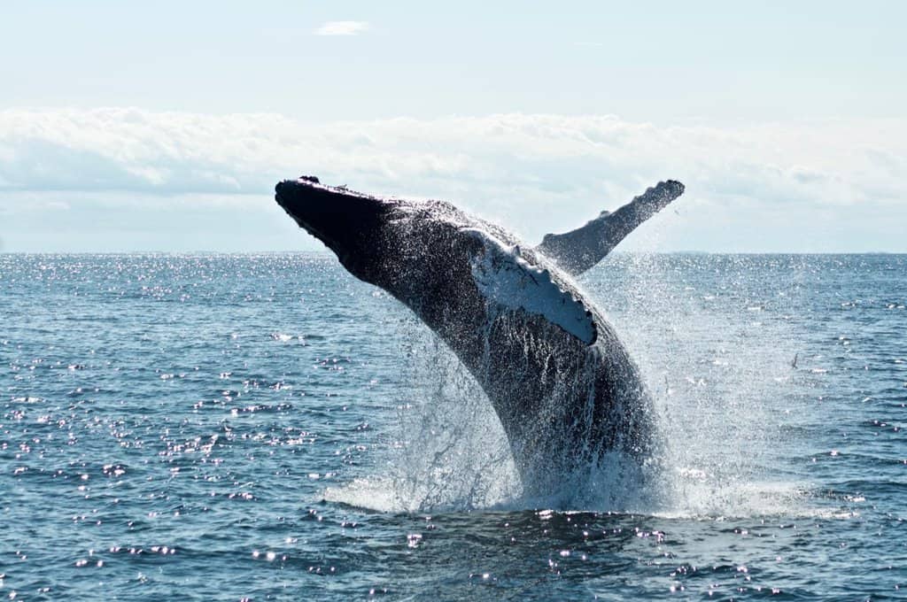 oahu whale watching jumping