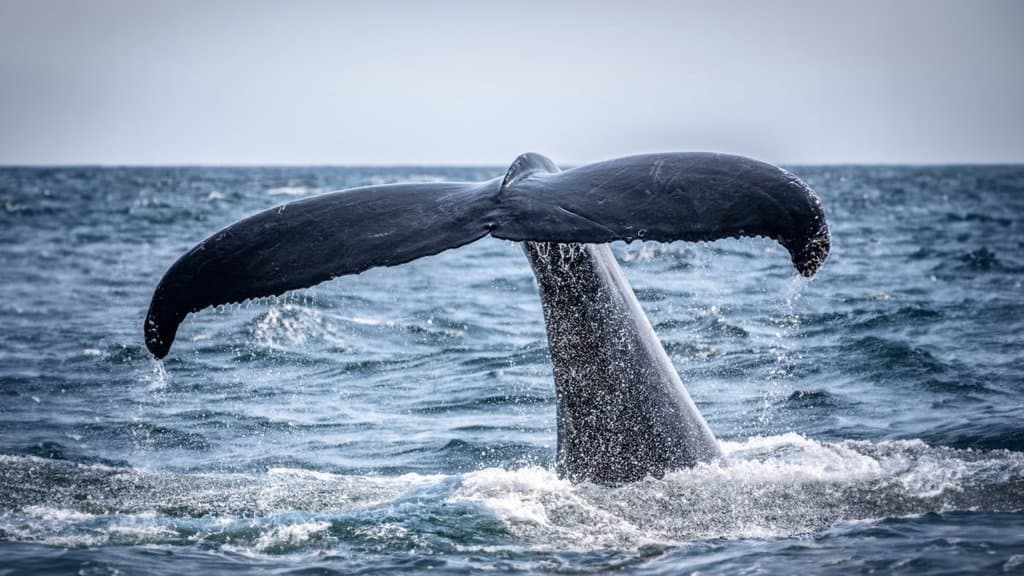 tail from a humpback whale 