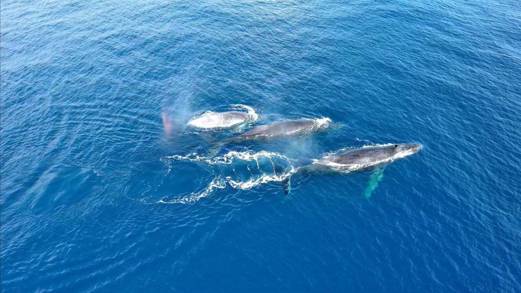 drone shot of humpback whales family swimming in oahu hawaii during the winter
