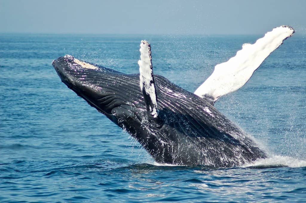 whale watching in hawaii during the winter months