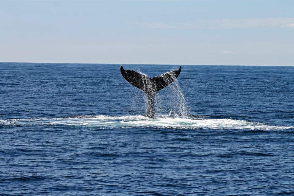 whale tail in hawaii