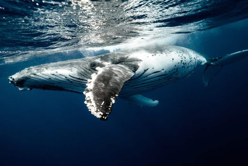 under water shot of whale 