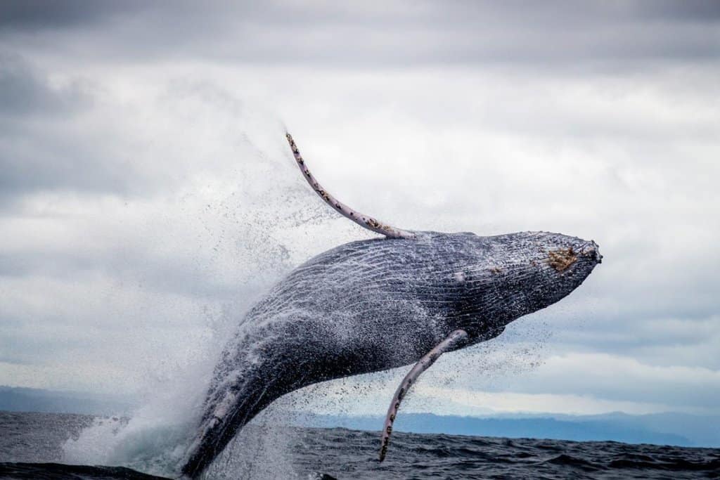 humpback whale jumping out of the water and seeing from a whale watching tour