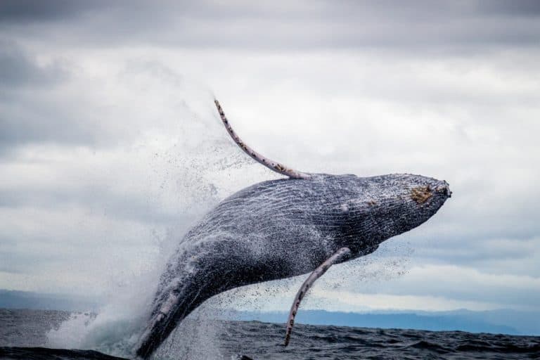 The BEST Reviewed Whale Watching Tours In Oahu To Book (2023)