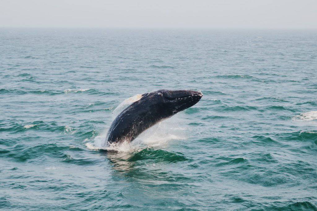 jumping whale watching