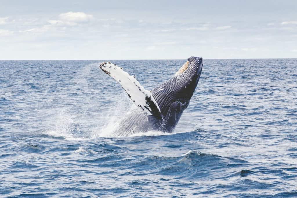 splashing from whale watching