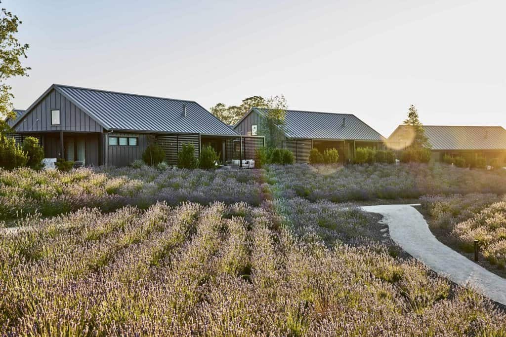 the lavender field with cottages
