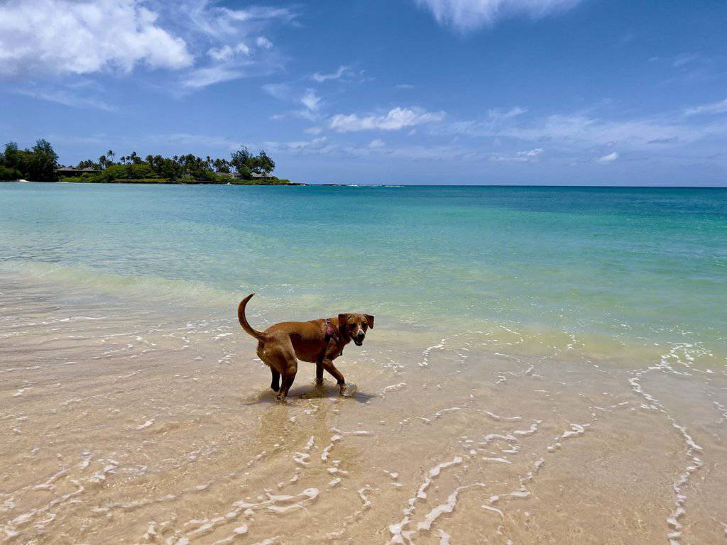 rescue dog miki in th beach at Kawela Bay in north shore of oahu